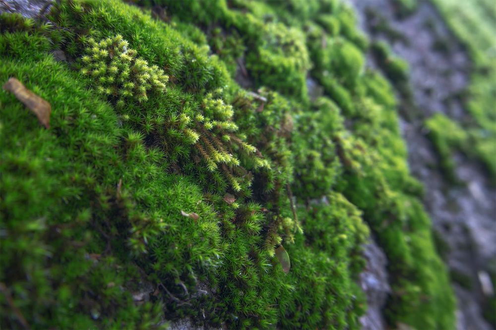 Photograph by Александр Кузнецов