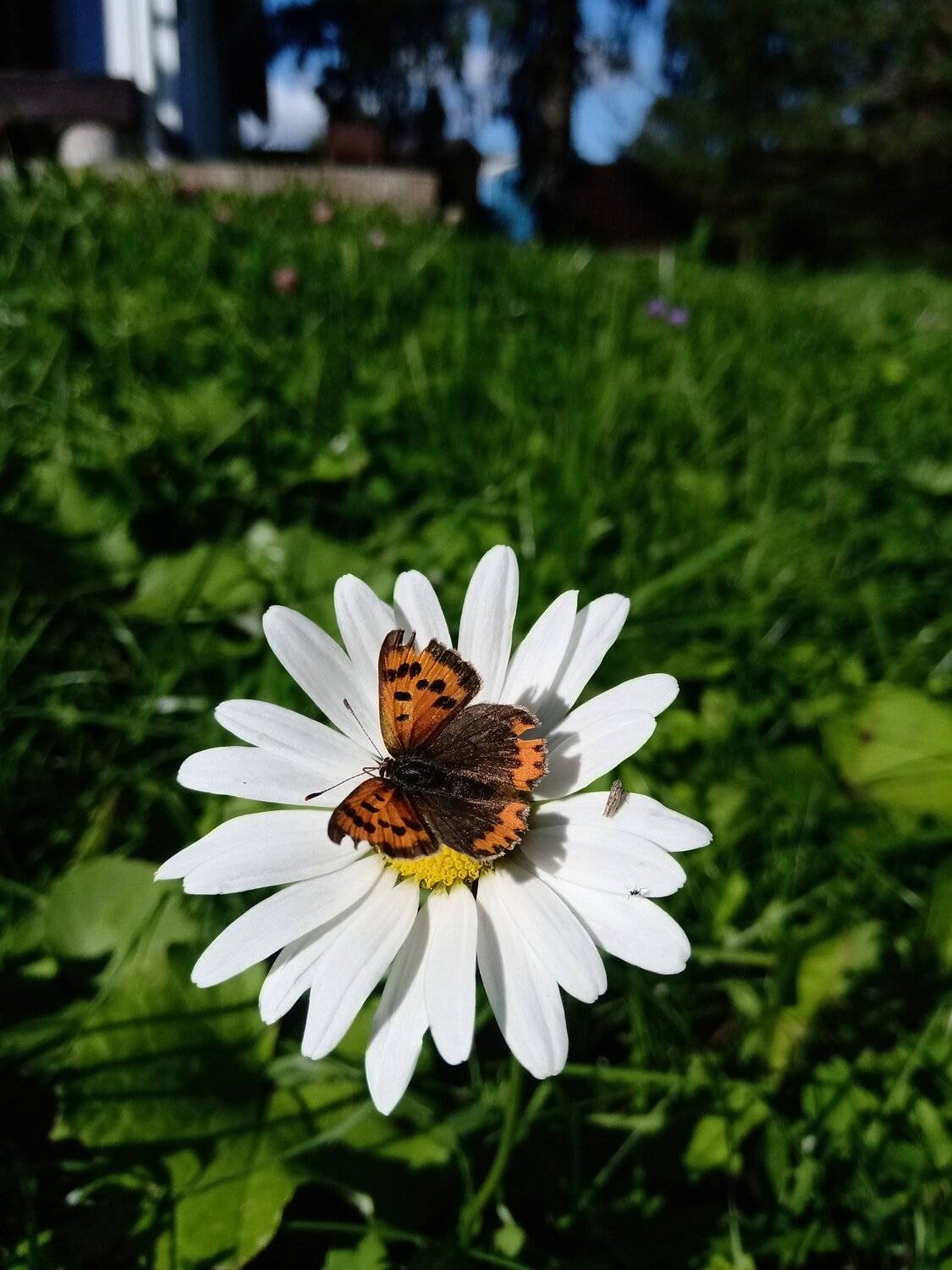 Бабочка фотомодель