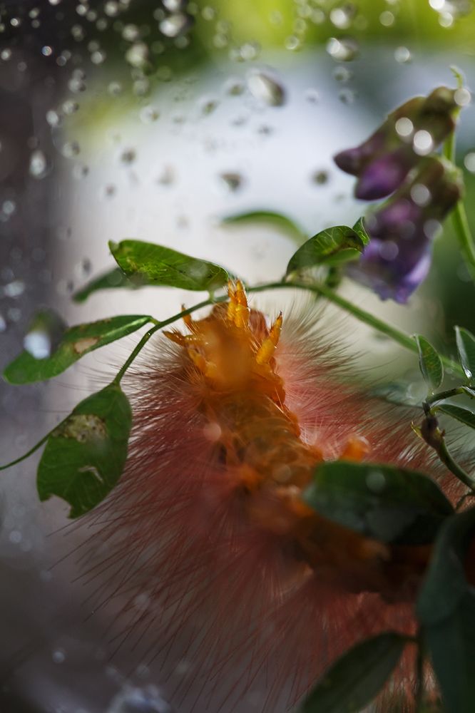 Завтрак гусеницы..