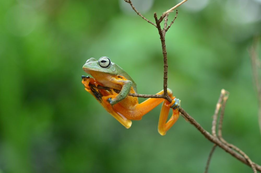 Green flying frog