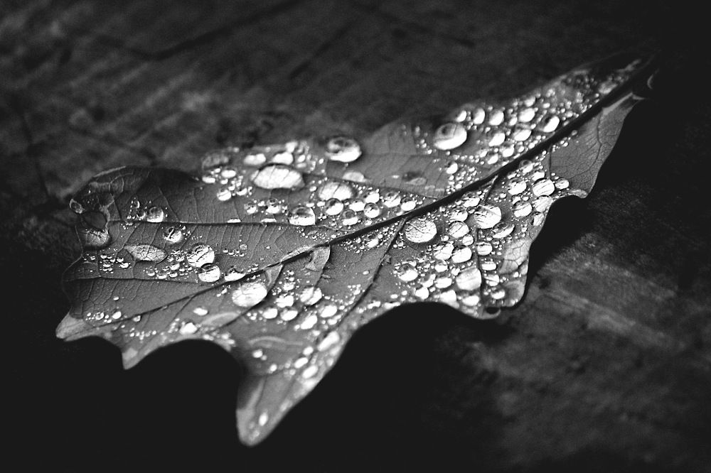 Photograph by Predrag