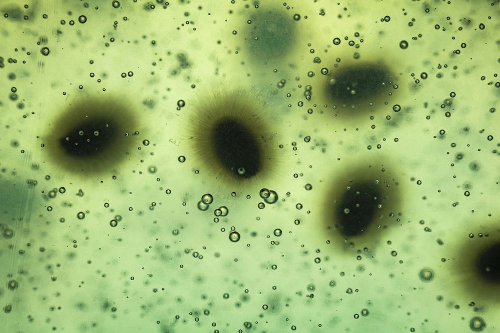 Семена базилика