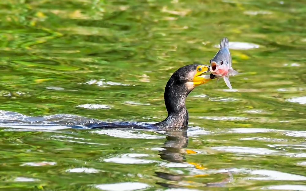 CORMORANT FISH HUNT