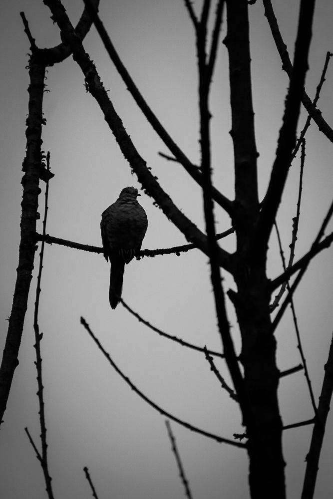 Photograph by Roberto Doger