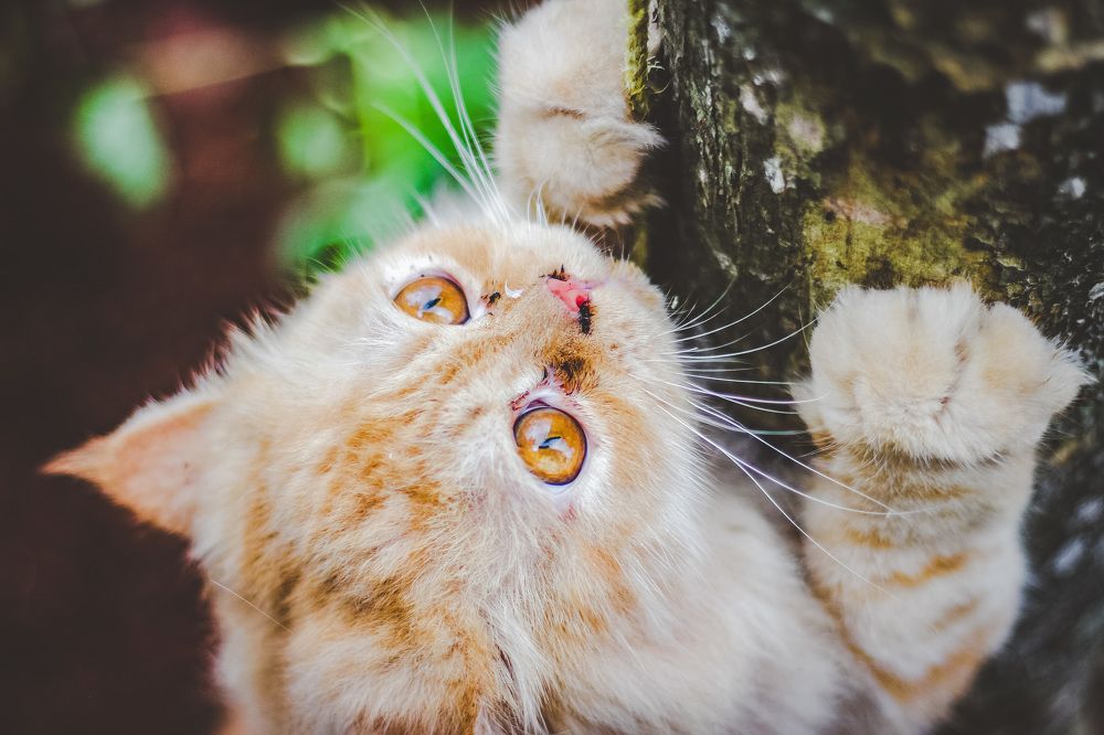 Фотография автора Shibnu