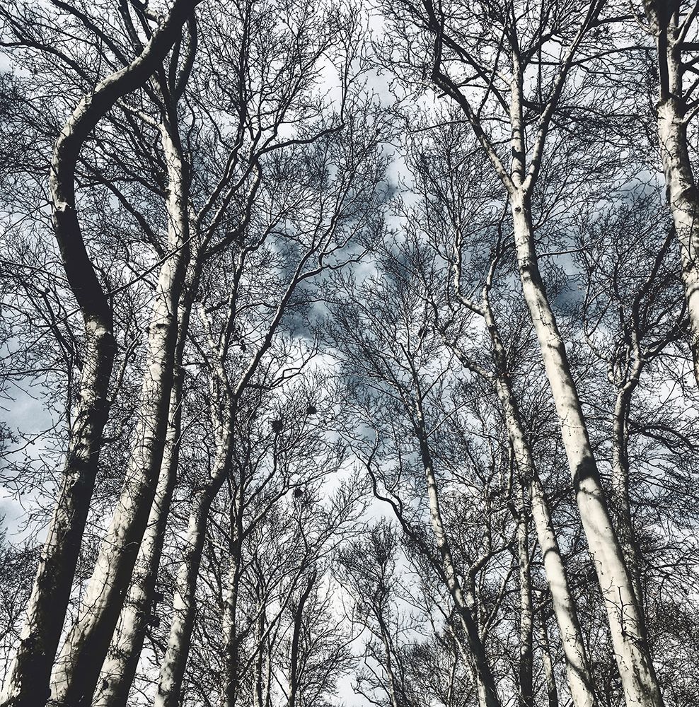 winter tree