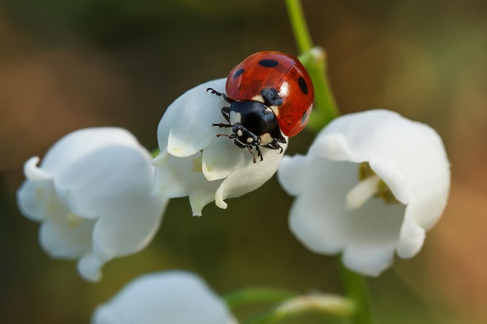 Photograph by Сергей Крышен