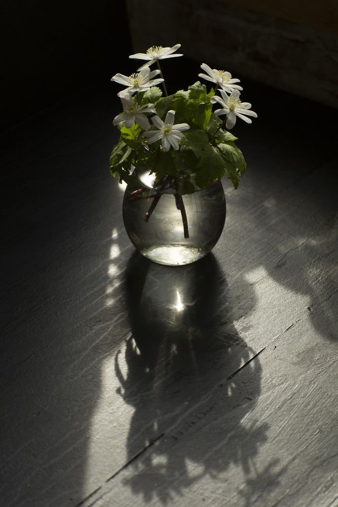 Photograph by Алла Оборина