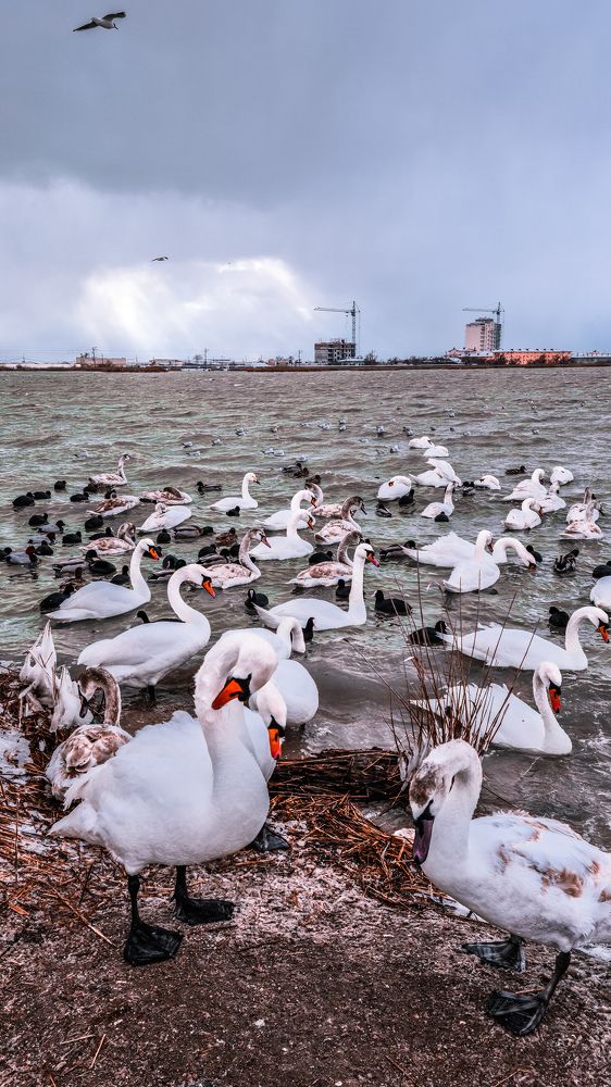 Photograph by Кристина Субоч