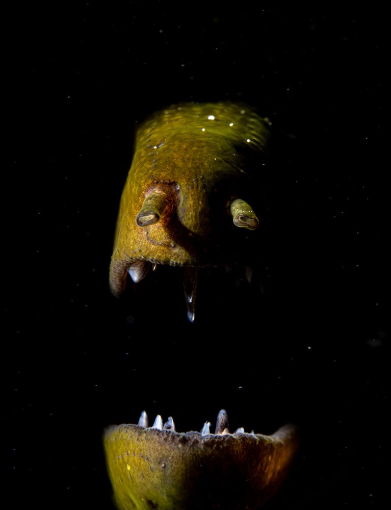 Fearful creature of the sea