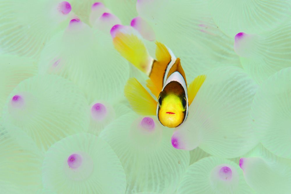 Photograph by ビンゴ ヒロコ