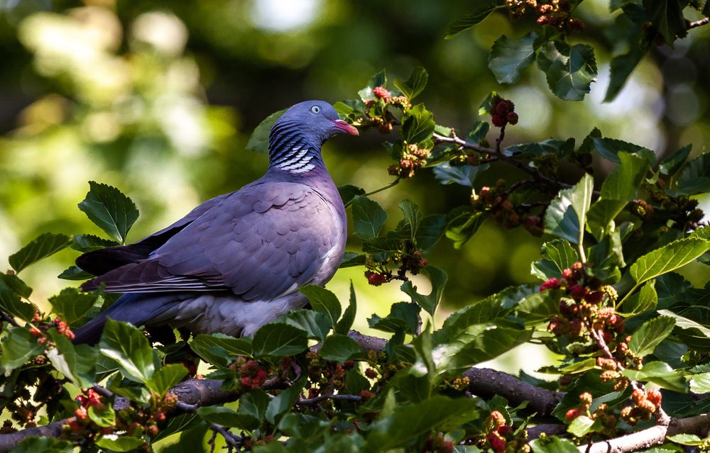 Весна в шекловице