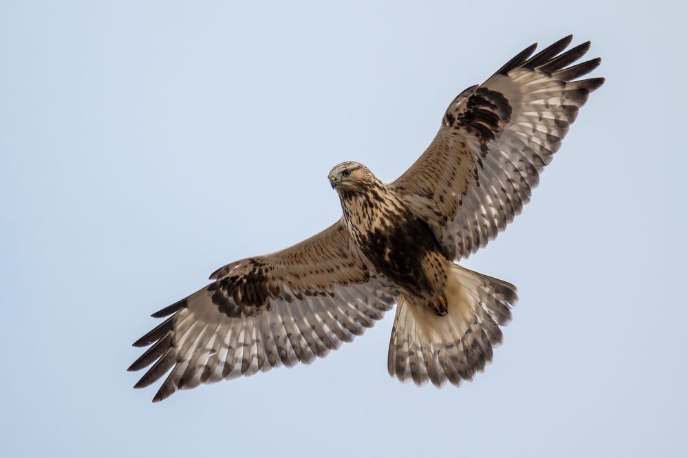 Мохноногий канюк