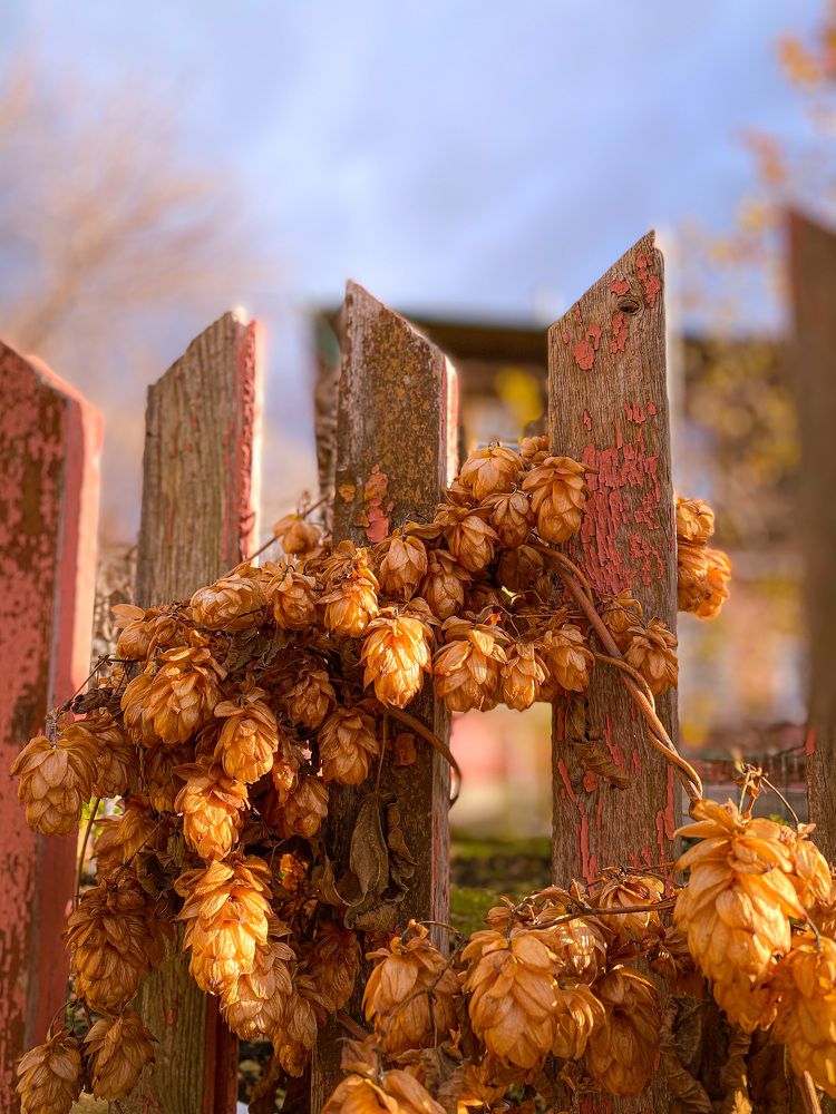 Гирлянда хмеля.