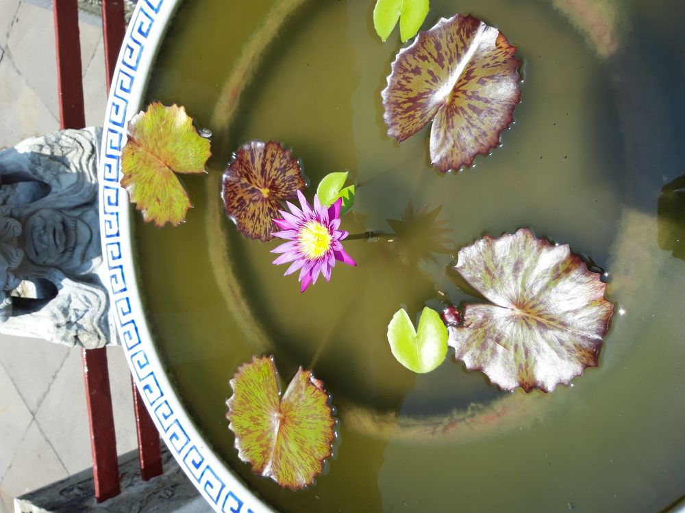 The lotus flower in Bangkok temple