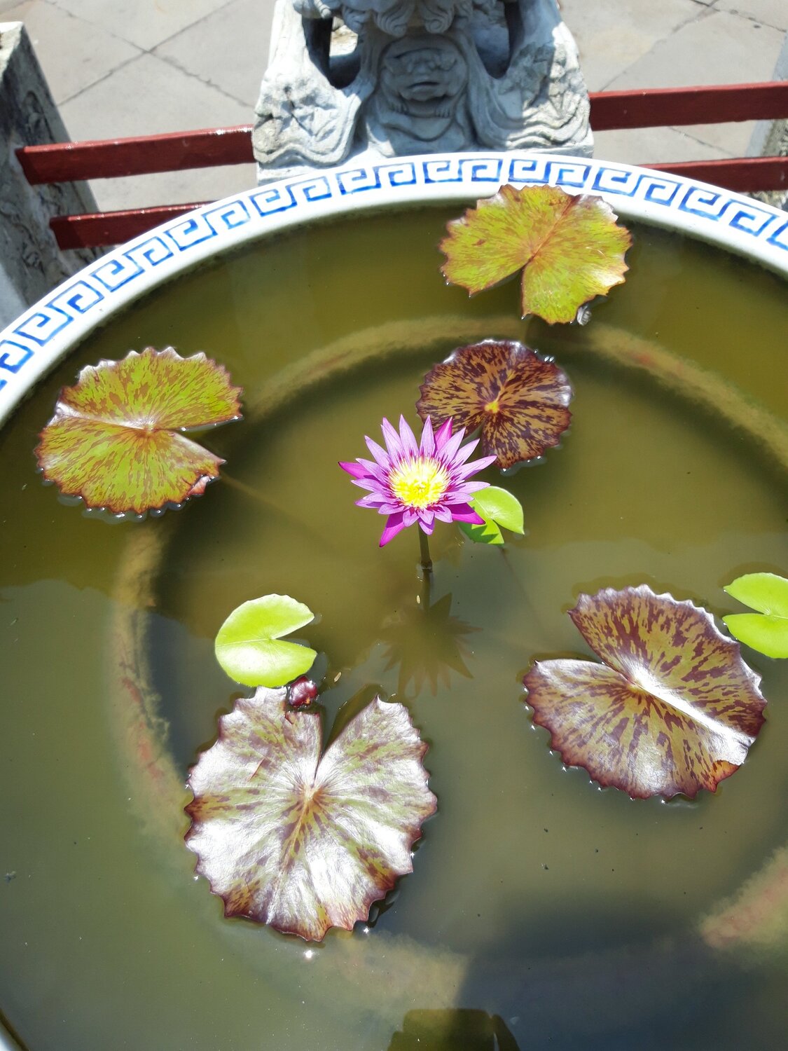 The lotus flower in Bangkok temple