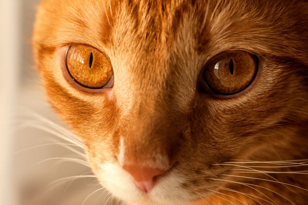 Photograph by Ирина Авельви