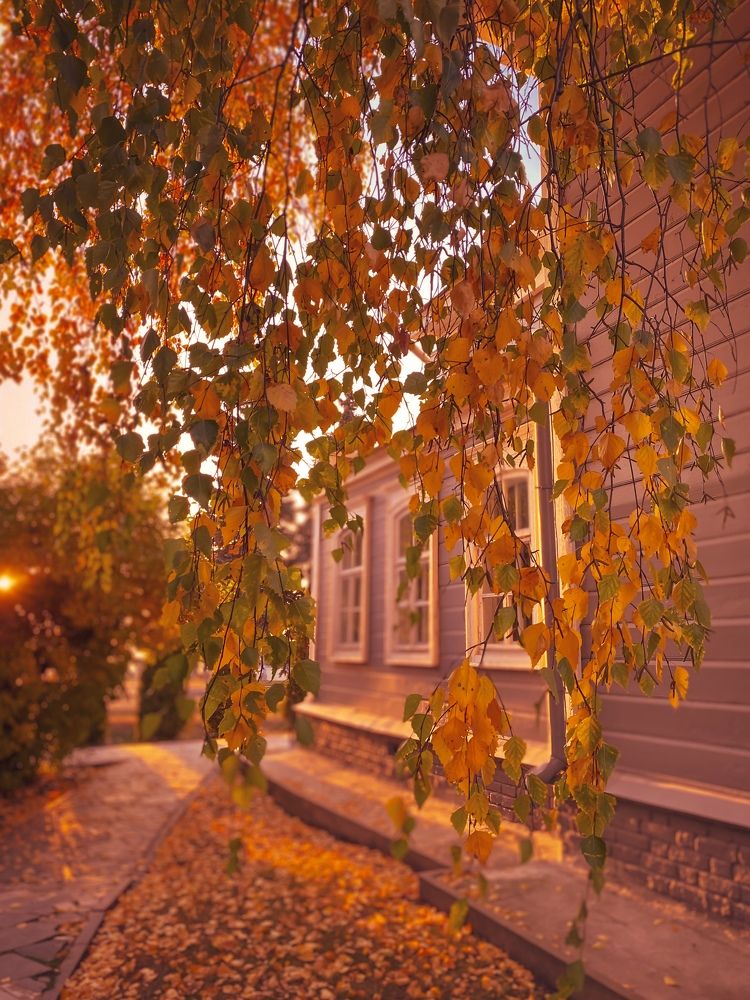 Рыжая красавица осень.