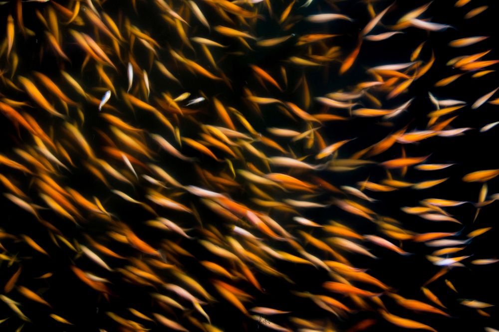 Photograph by Dhyanesh Dev