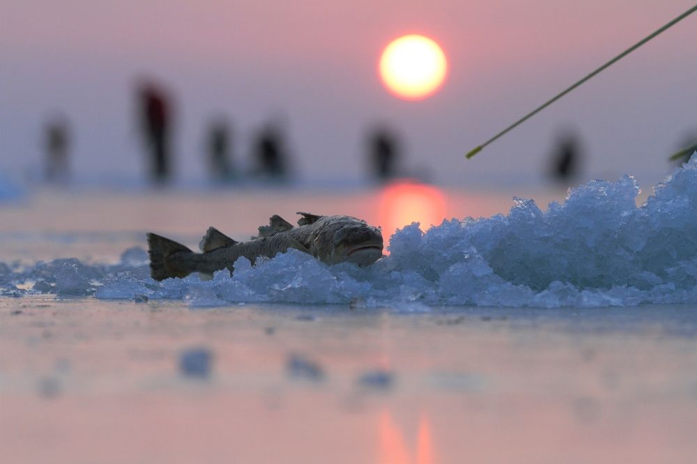 Рыба моей мечты