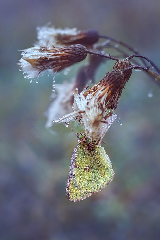 В плену осеннего тумана…