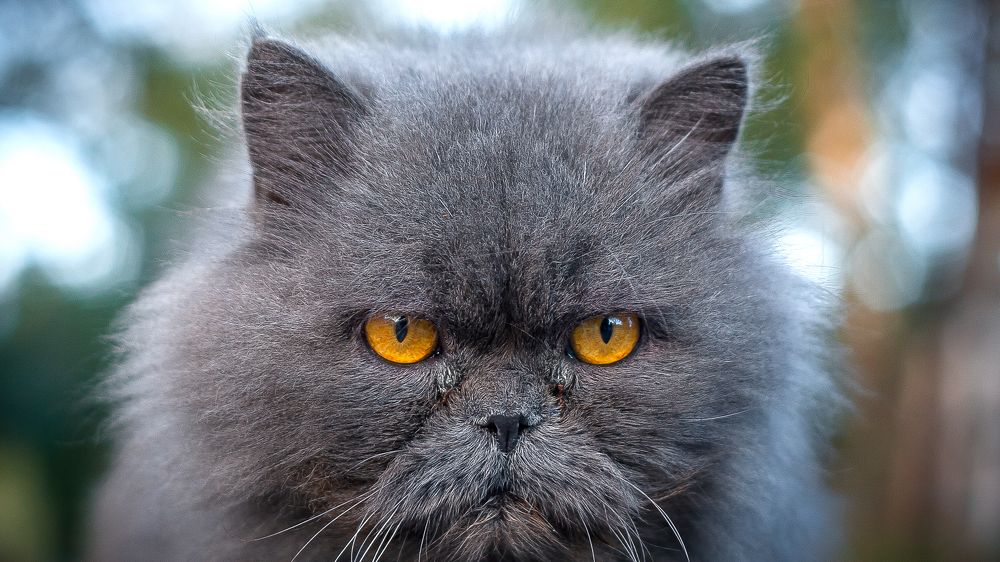 - Что надо???