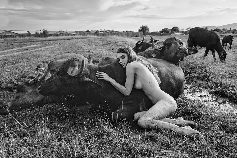 Укротительница буйволов 2