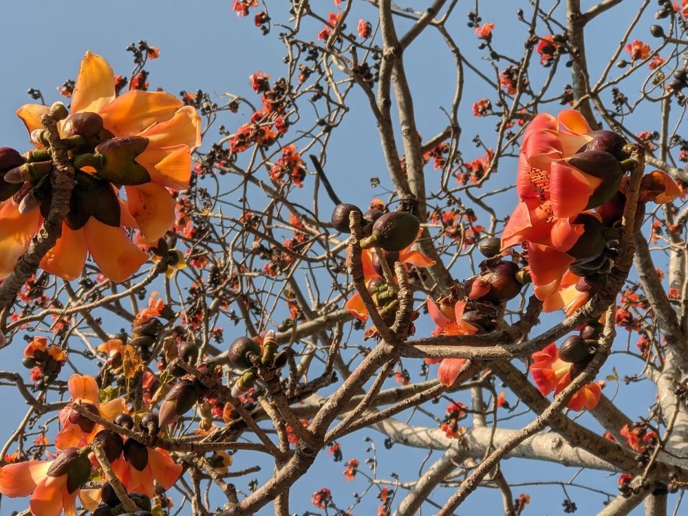 火紅木棉花