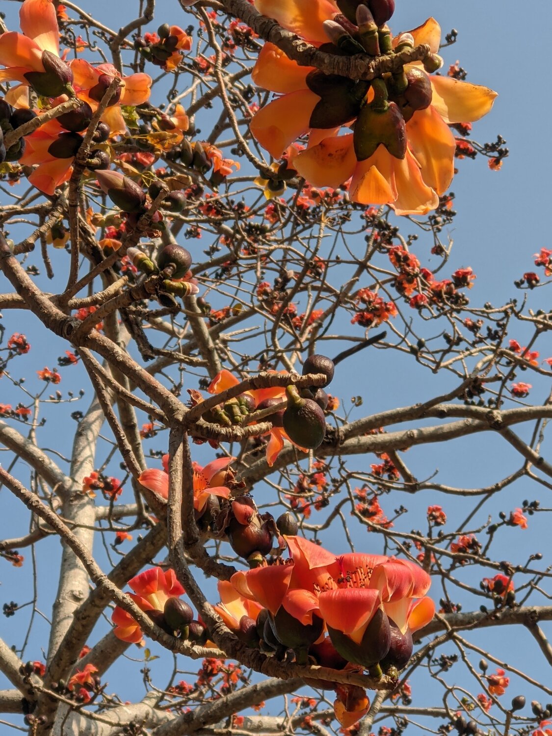 火紅木棉花