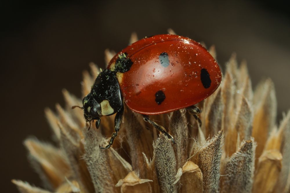 Photograph by Денис Ветренко