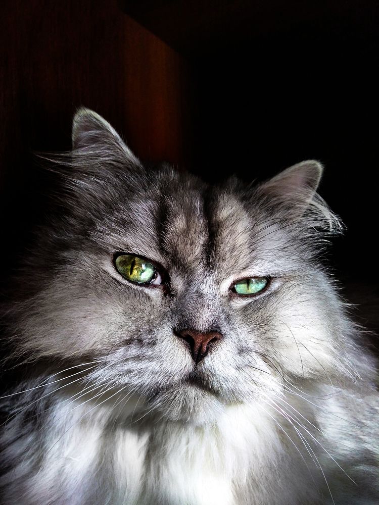 Персидский лев.