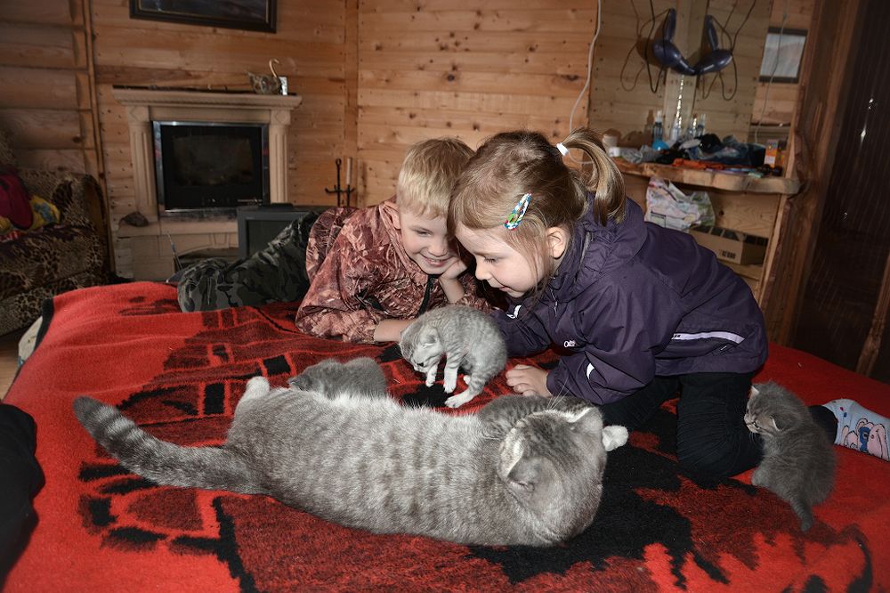 А у нас сегодня кошка ...