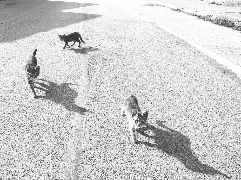 Фотография автора Josef Nový