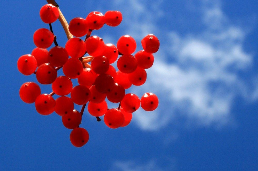 Калина красная