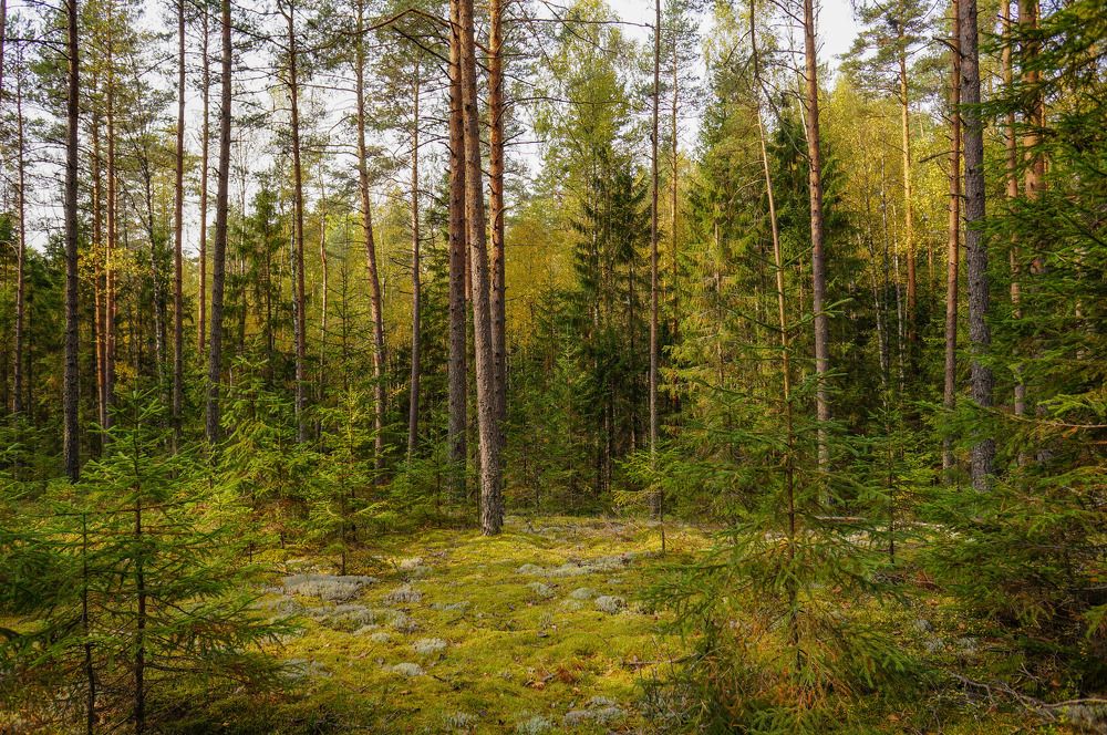 Photograph by Татьяна Шандромайло