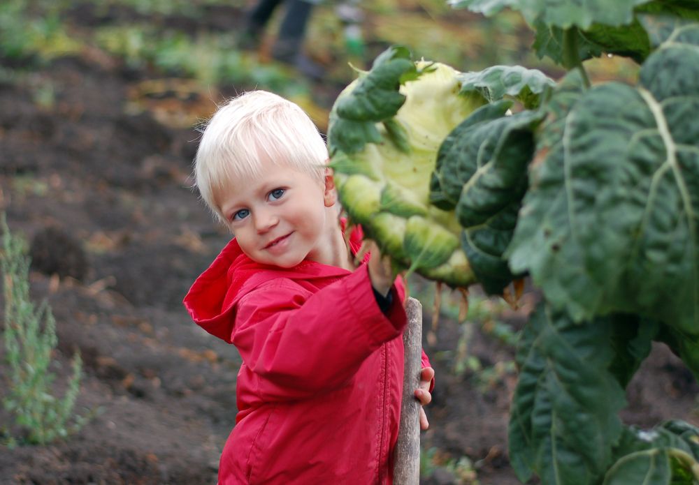 Уборка урожая