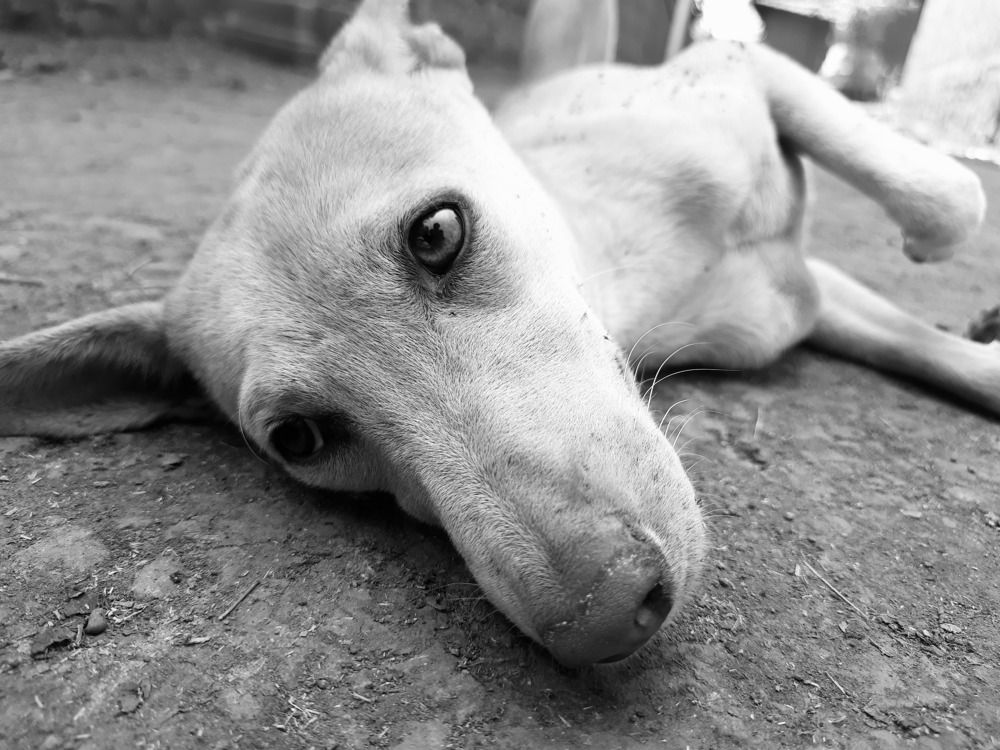 Photograph by Abhay Khapre