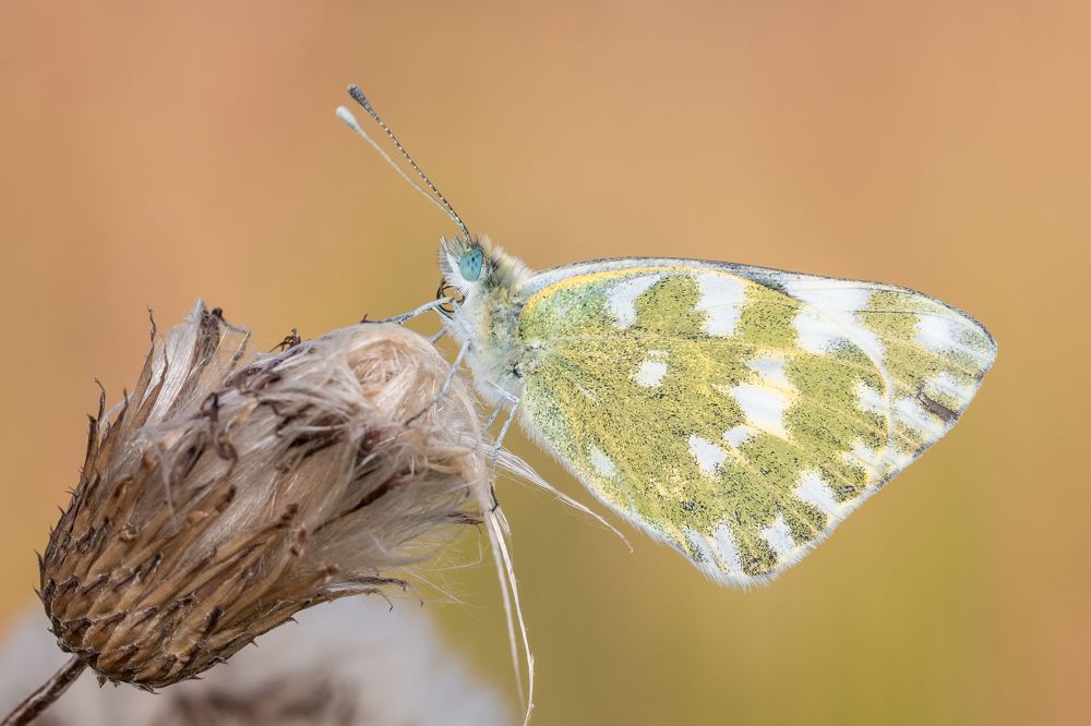 Белянка рапсовая