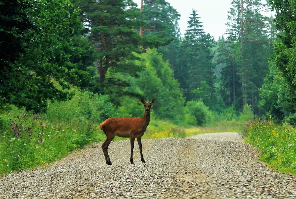 Фотография автора Firsova Inese