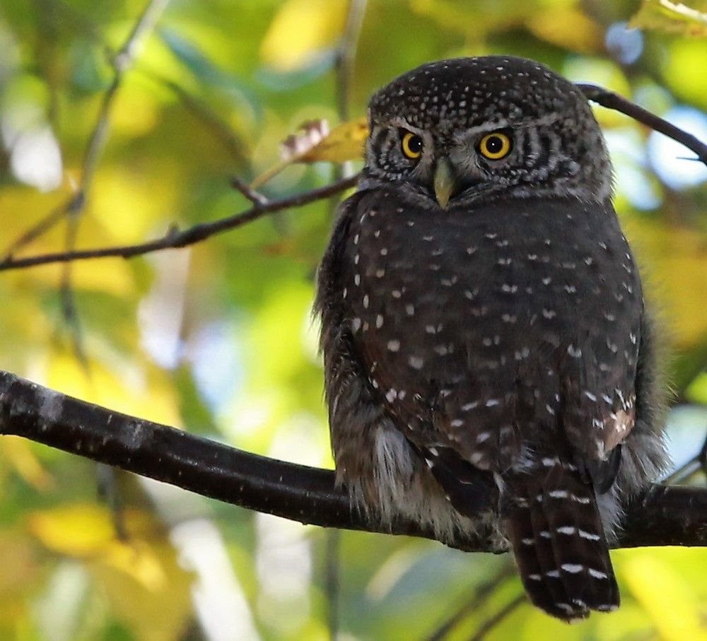 Фотография автора Firsova Inese