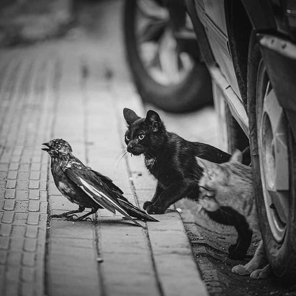 Photograph by Ramazan Yıldırım