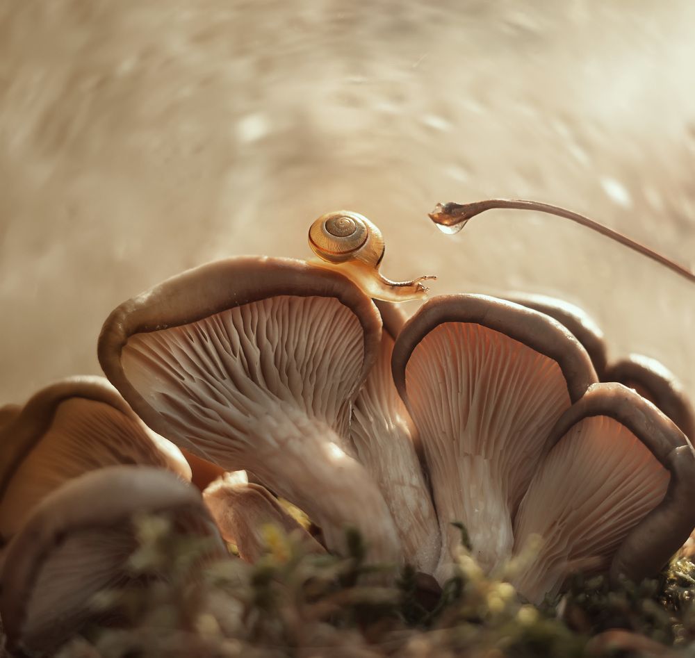 Photograph by Тарасова Ольга