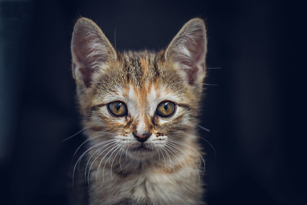 Photograph by Анастасия Мельник