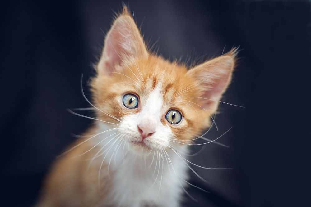 Photograph by Анастасия Мельник