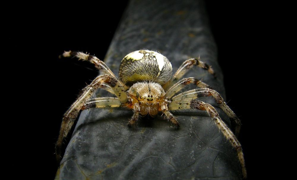 Паук-крестовик