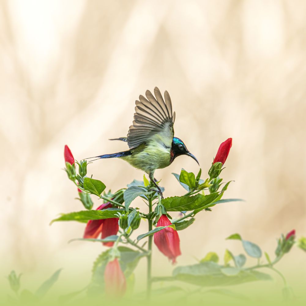 Sunbird
