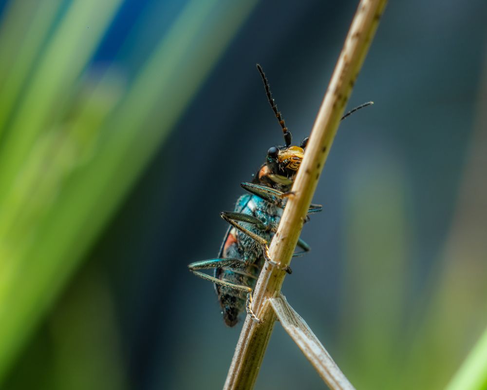 Photograph by Photons Reflectitur