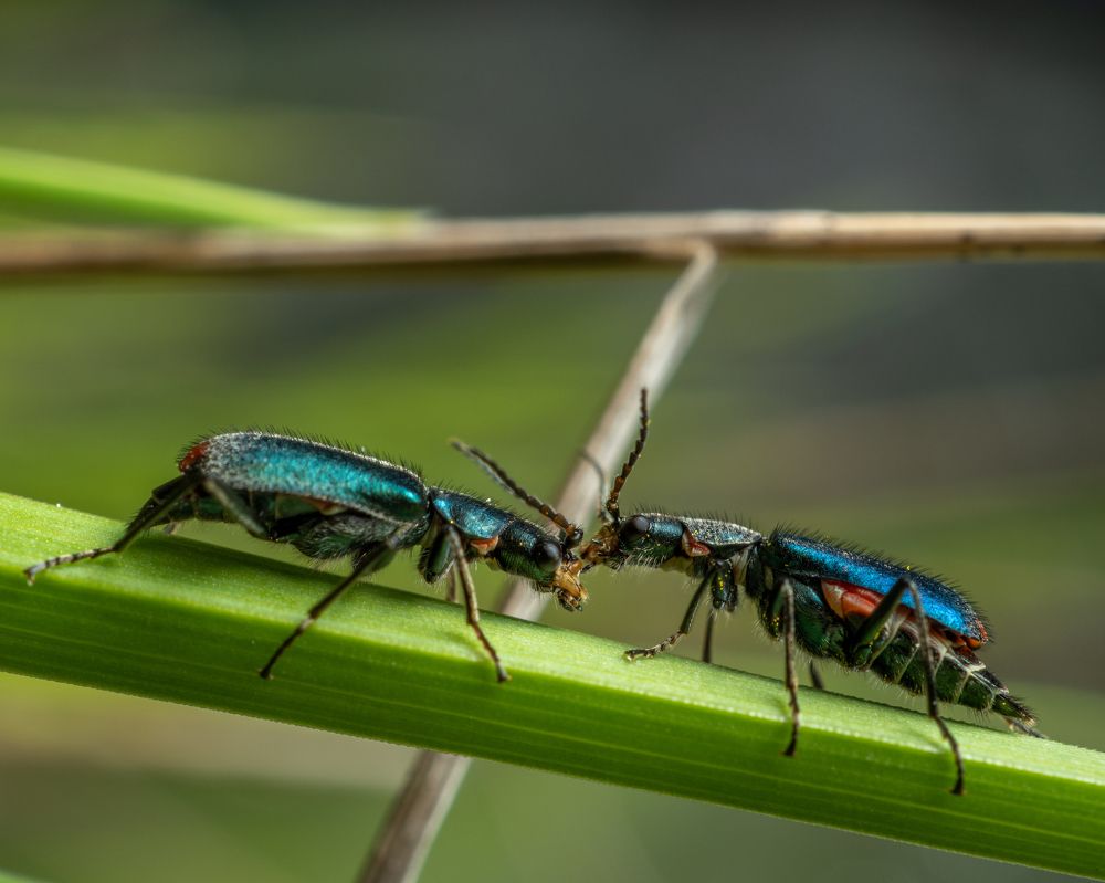 Photograph by Photons Reflectitur