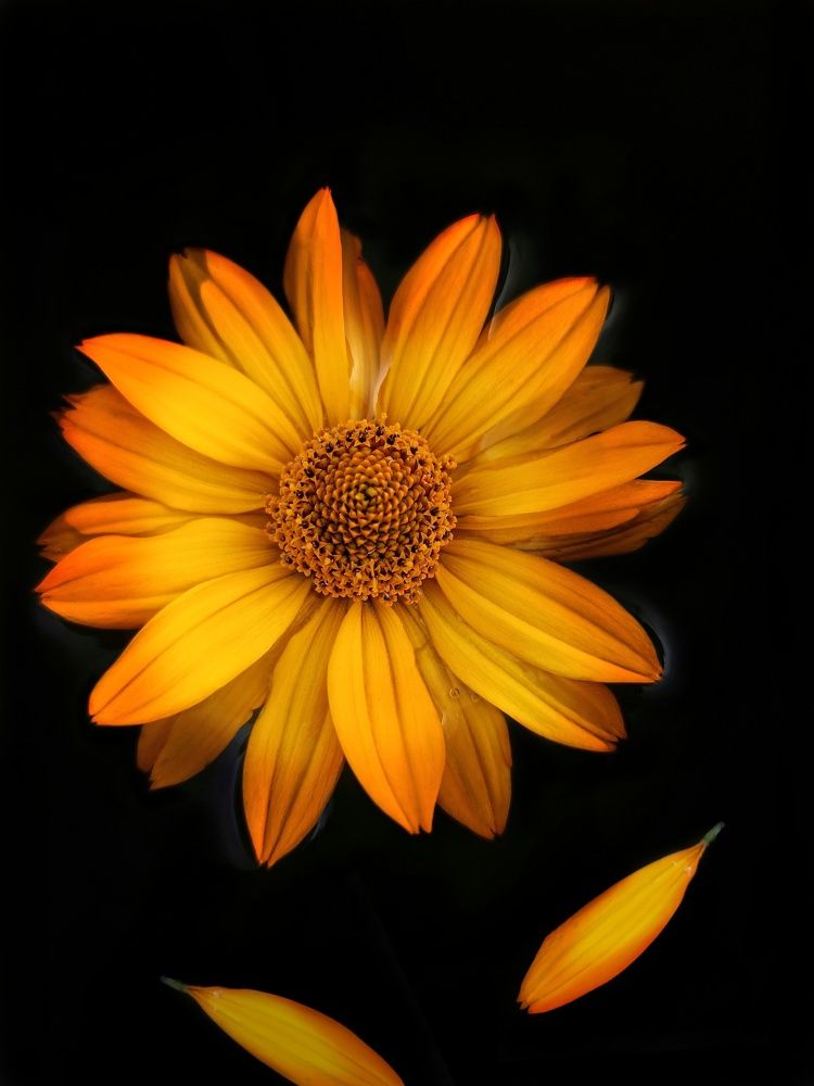 Photograph by Максим Лапин