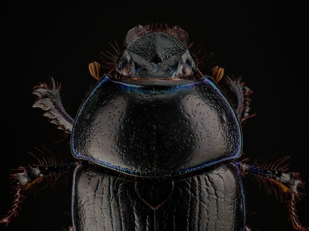 Photograph by Photons Reflectitur